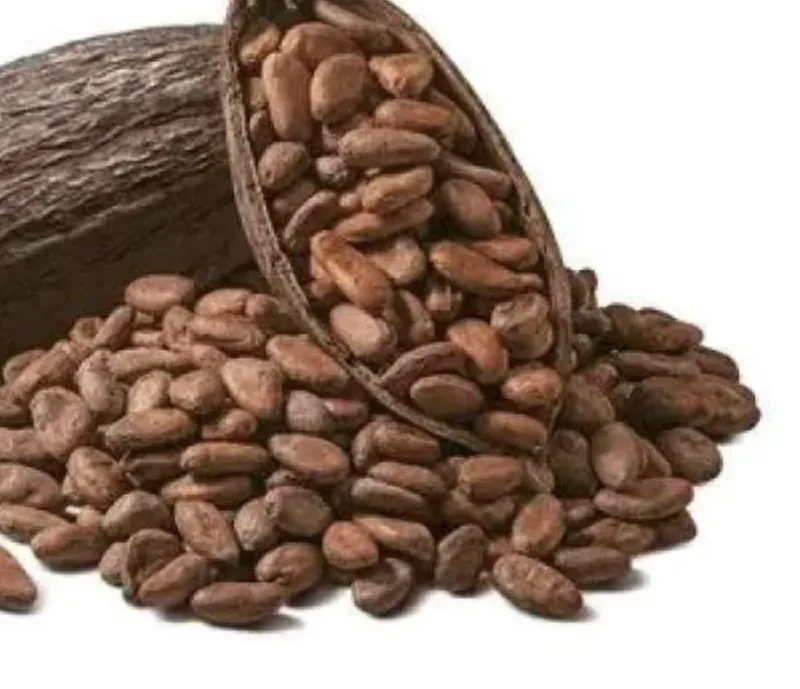 Biji Kakao Kering